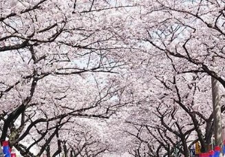 제주도-벚꽃-개화시기-2