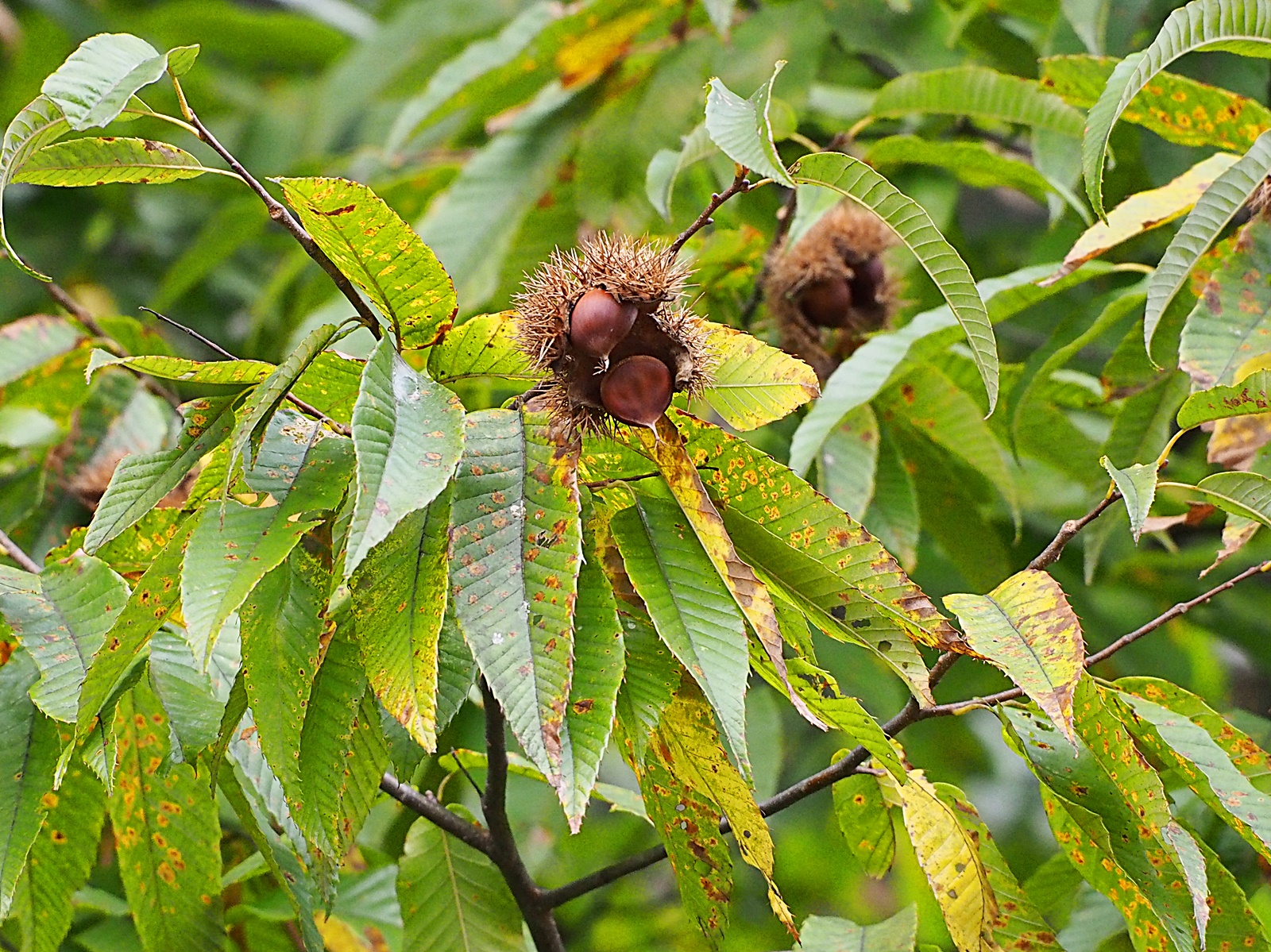 Castanea crenata