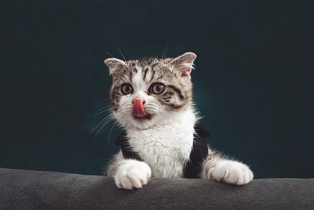 고양이 수명