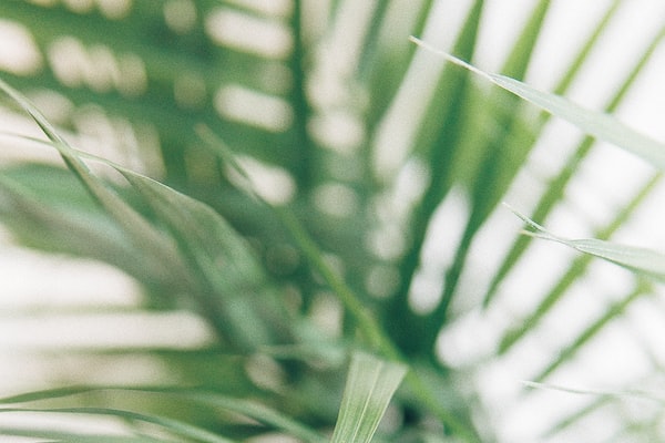 집에서 키우기 귀운 식물 추천 50