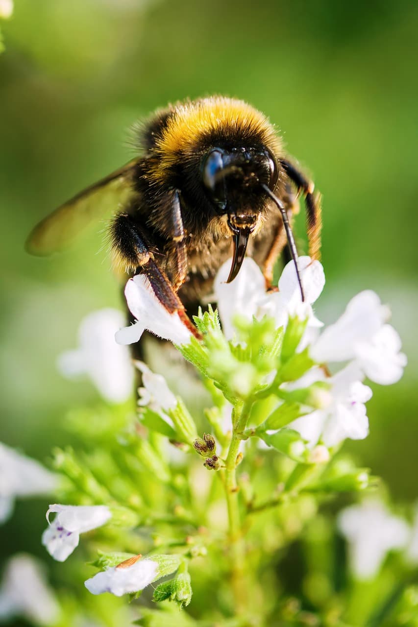 한국의 양봉산업