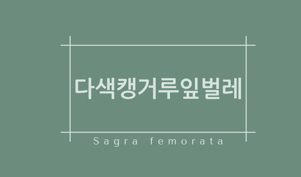 다색캥거루잎벌레(Sagra femorata)