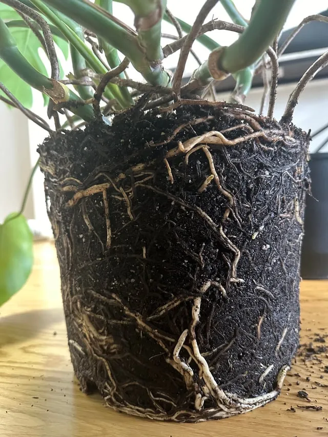 화분 뿌리썩음 예방 배수층강화 흙배합개선 물주기간격 체크리스트_3