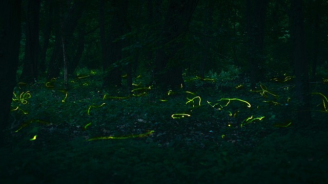 화담숲 반딧불이 이벤트