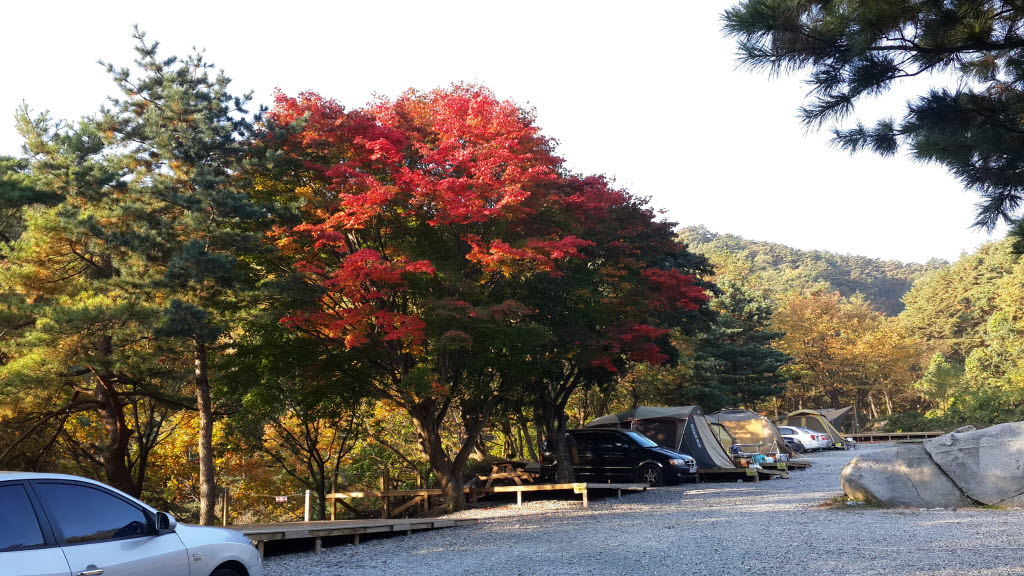 대관령 솔내음오토캠핑장 소개