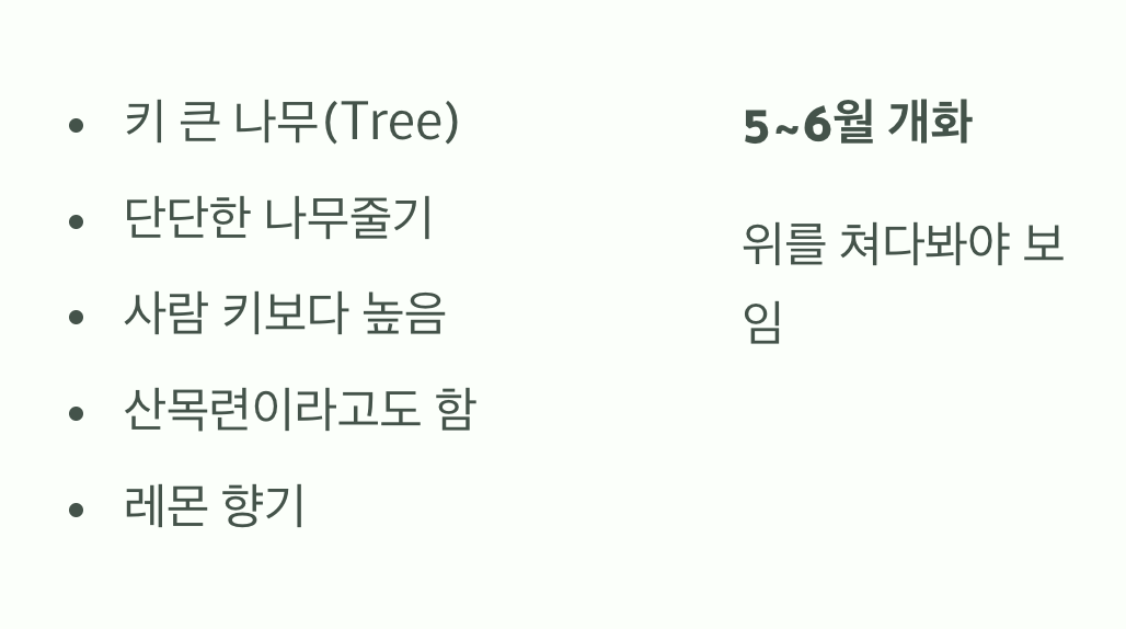 고개를 들어보세요, '함박꽃나무'입니다