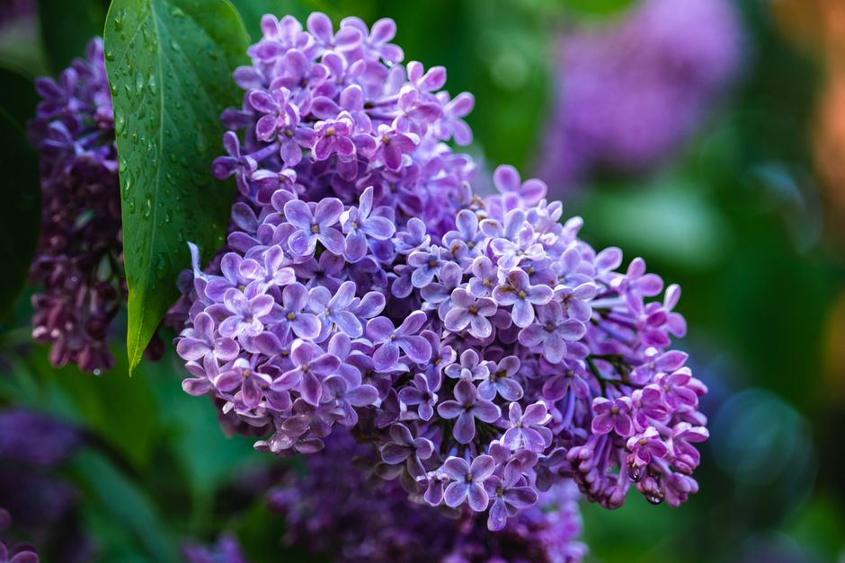 Capture of fresh purple lilac blossoms with a vivid and colorful backdrop.