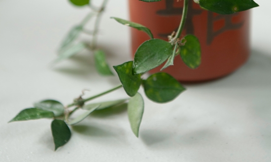 아름다운 자태 매력적인 향기 호야꽃 특징/종류/향기/꽃말/의미/인테리어