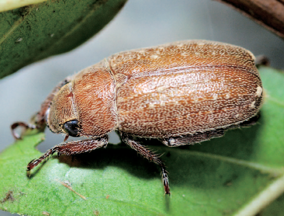 주둥무늬차색풍뎅이 성충