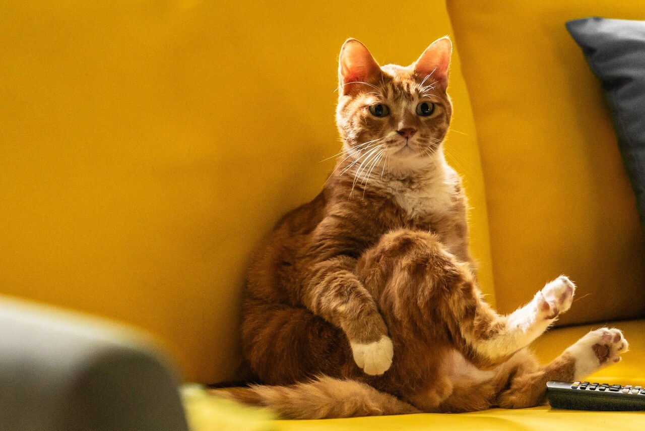 이 영화의 신스틸러 고양이가 리모콘을 조작해 TV를 보고 있는 모습