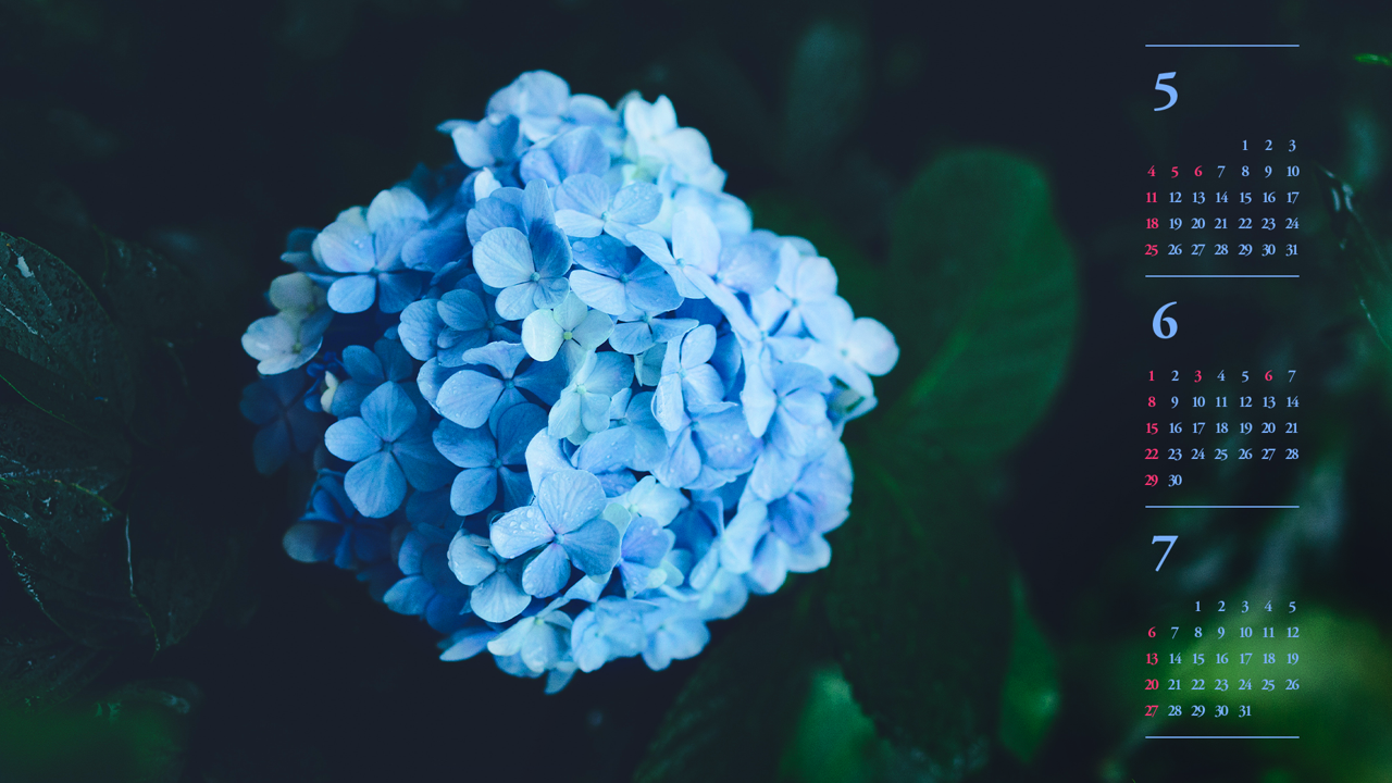 08 비에 젖은 수국꽃 B - 2025년6월 노트북배경화면