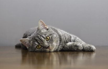 너무 마른 고양이.