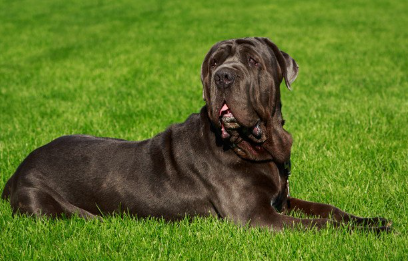 잔디 위에 누워 무언가를 바라보는 검정색 나폴리탄 마스티프.