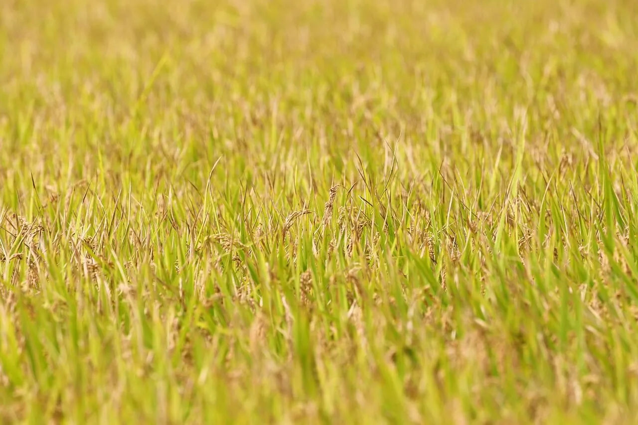 농학 이론 기반 적용 사례 온실 재배 작물의 생육 모델링