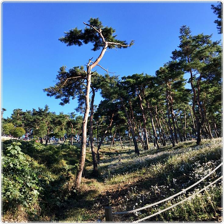 정읍구절초축제