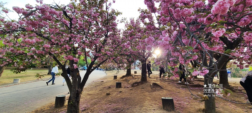 경주 불국사 겹벚꽃 위치, 명소 왕벚꽃 개화시기 (지금 만개), 주차정보