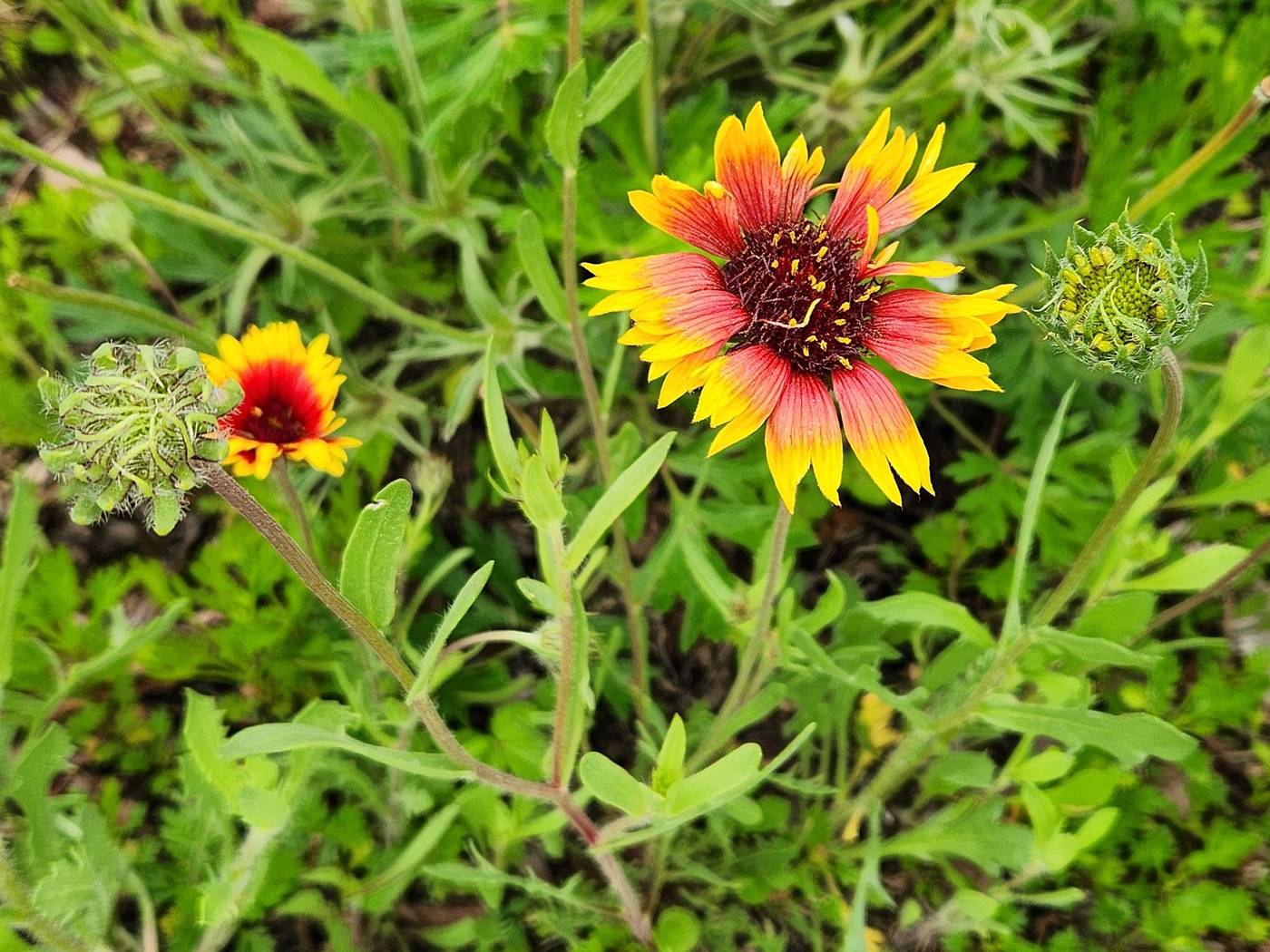 인디언천인국 (인디언국화)