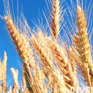 미국 옥수수 관련주 대장주 식량주 TOP5