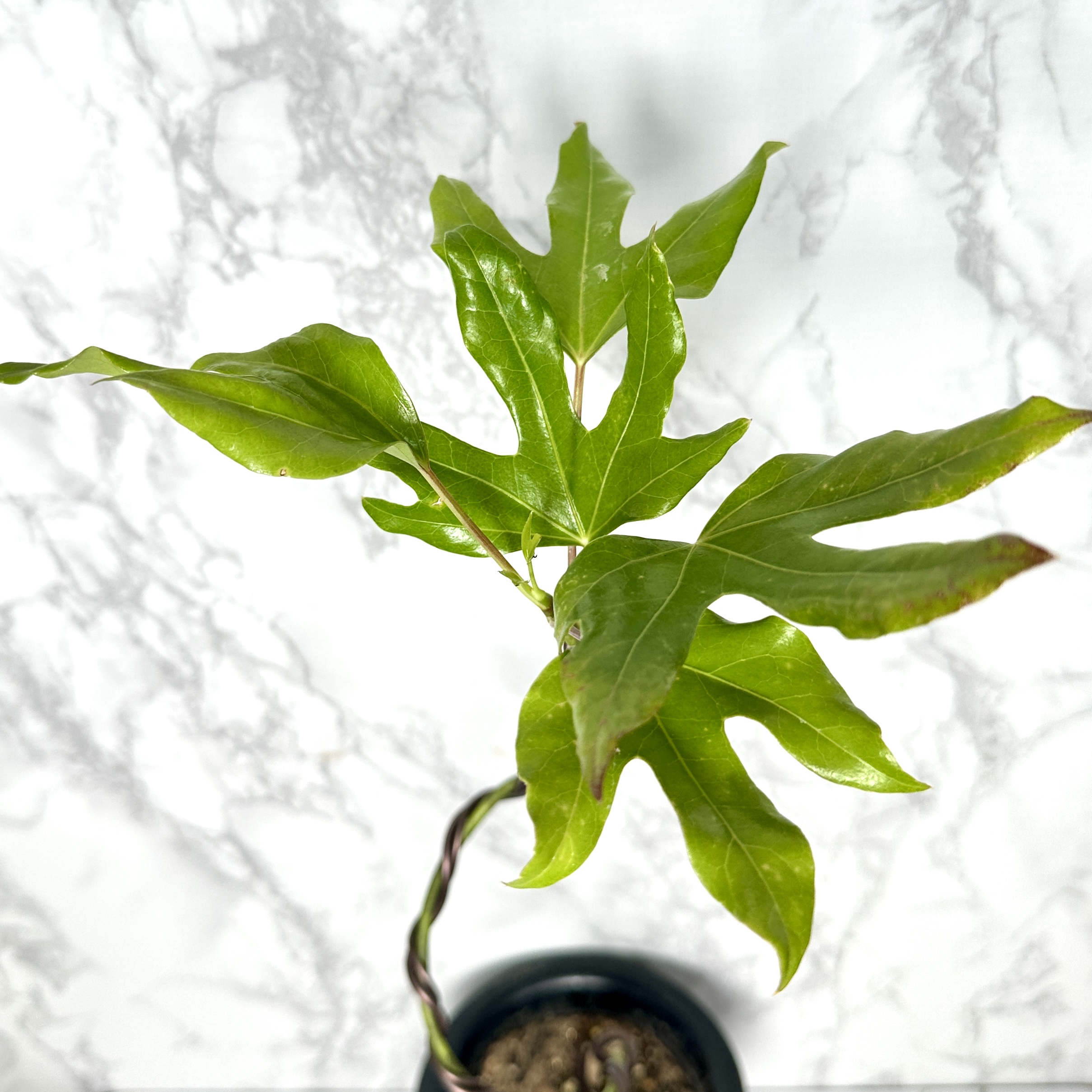 황칠나무 키우기