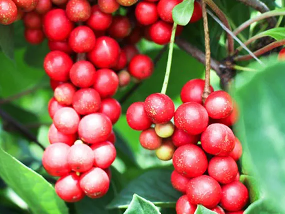 오미자 인슐린 저항성 낮춤