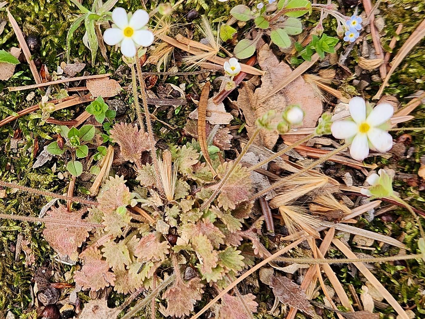 봄맞이(봄맞이꽃)