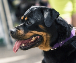 강아지 나오는 꿈 물리는 꿈