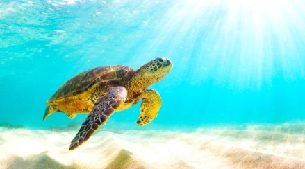바다거북