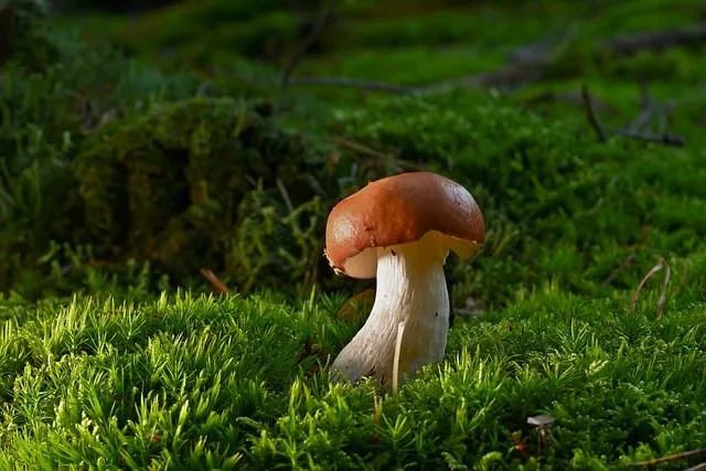 송이버섯 먹는법 요리법을 정리_1