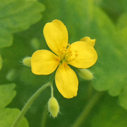 애기똥풀 효능과 부작용, 건강에 좋은 사용법 총정리1