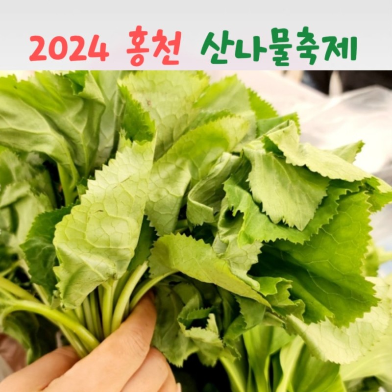 강원 N 홍천 산나물 축제 특징