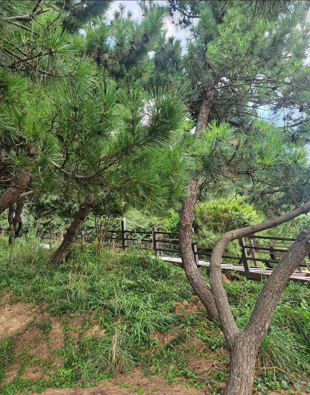 보리꽃 주변풍경2