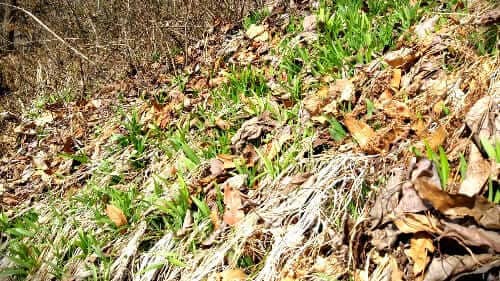 원추리-효능-독성