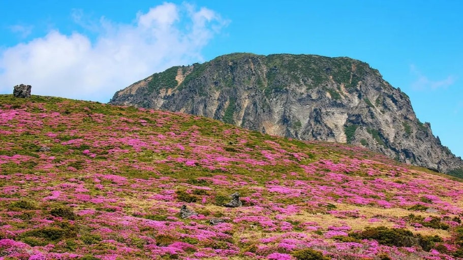 한라산 실시간 CCTV
