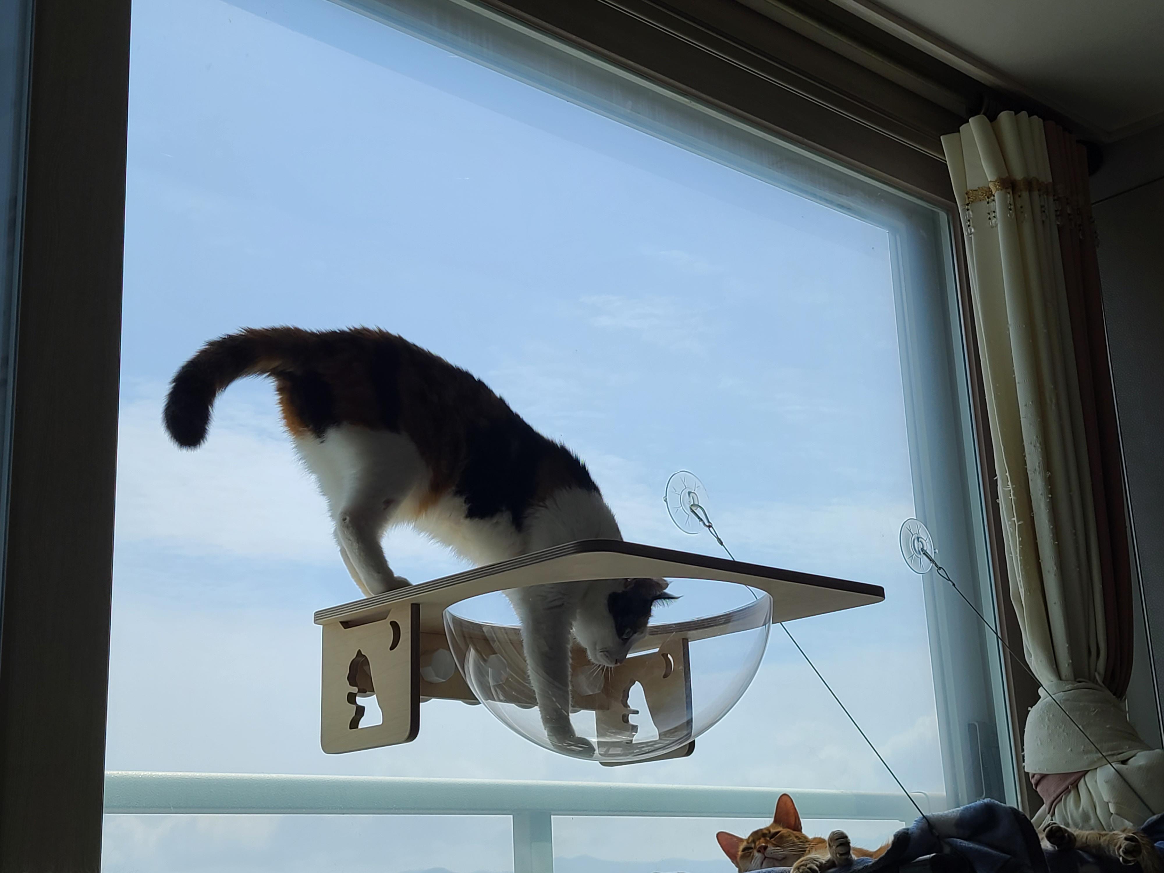 캣볼에서 여유롭게 창밖풍경 바라보는 고양이 (feat. 눌려진 핑크젤리)