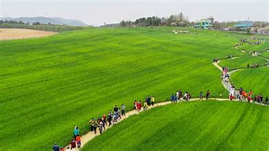 초록물결 음악노트 고창 청보리밭 축제여는 고창청보리밭축제위원회