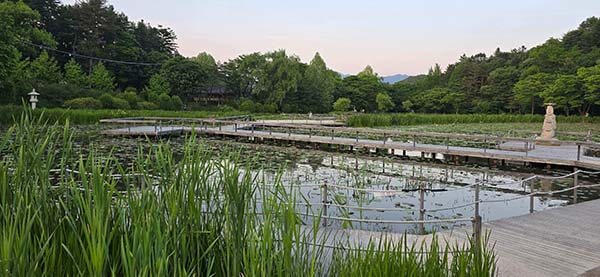 연꽃 연못과 나무 데크 산책길