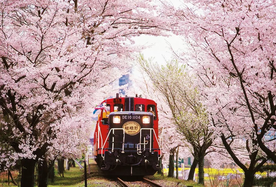 사가노 토롯코 벚꽃 열차