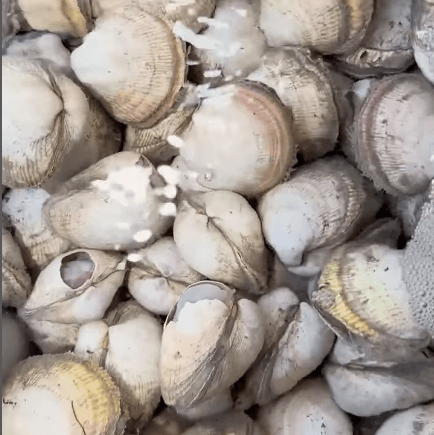 남당리 새조개 축제