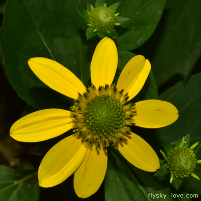 골다공증에 좋은 삼잎국화