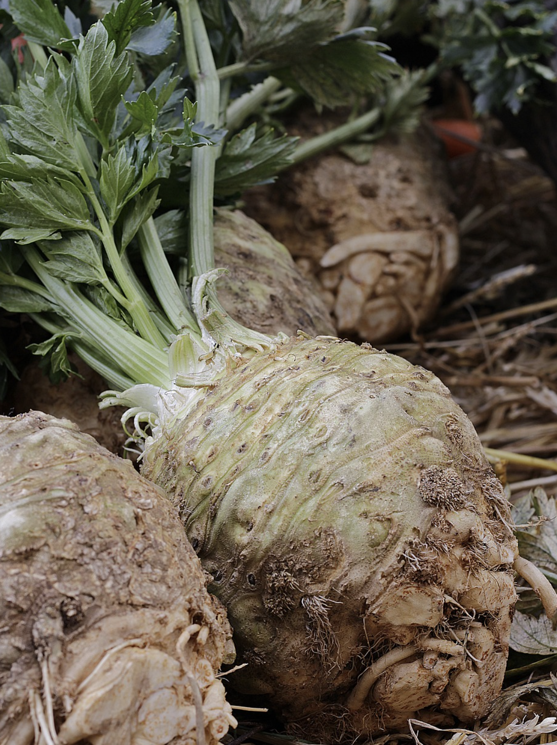 셀러리 씨 추출물의 통풍 완화 효과
