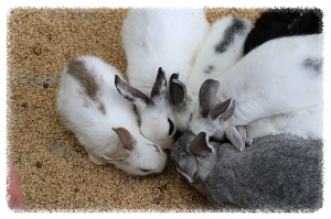 한우드림 동물체험장