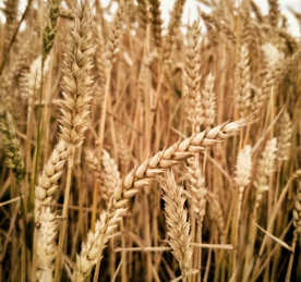 카무트 효소 효능 및 먹는법 총정리