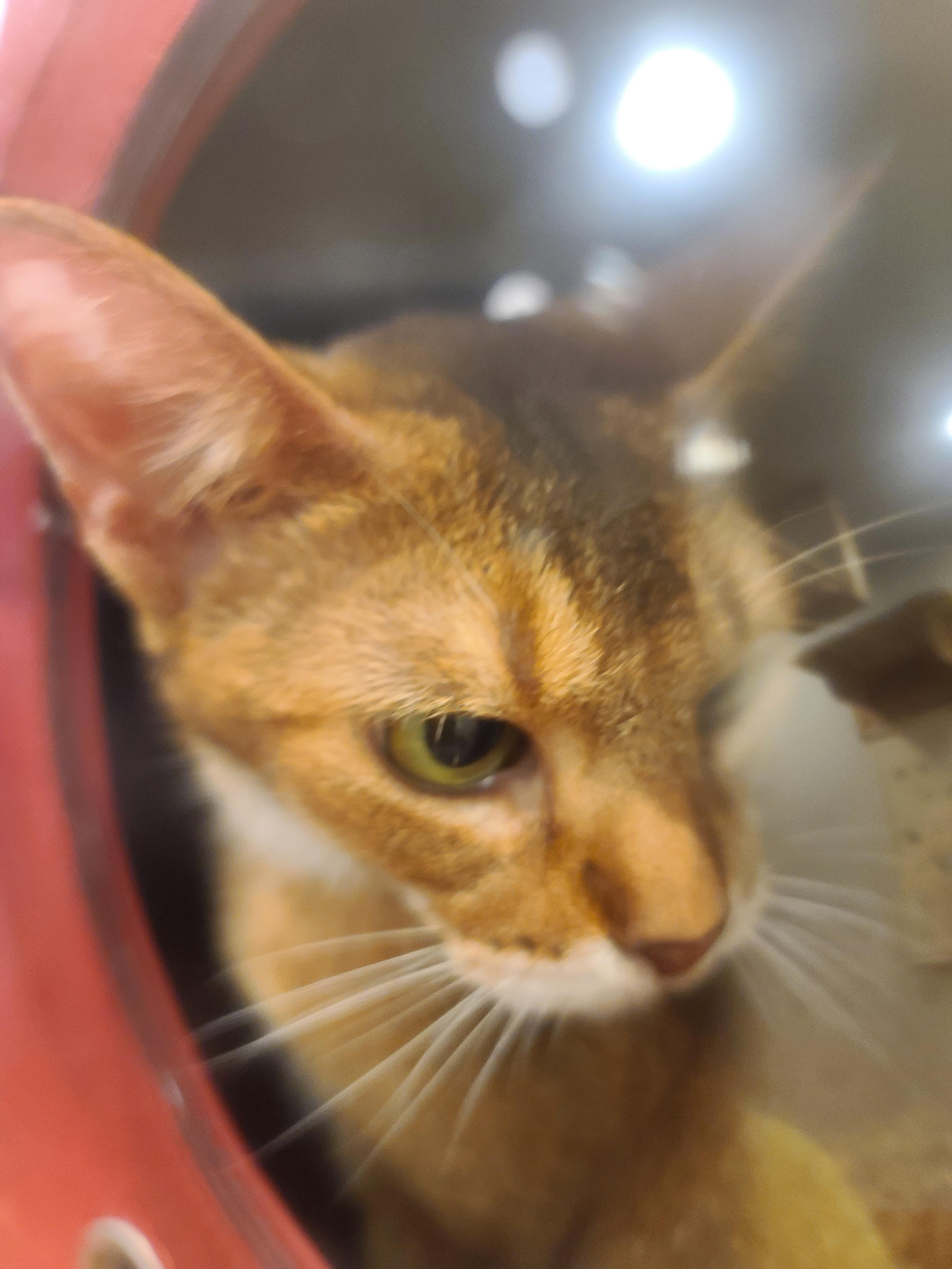 아이들 동물병원 다녀온 썰 & 기록. 스압주의(과잉진료 안하는 병원, 좋은선생님, 내가써본 이동장중 위험한 이동장등)