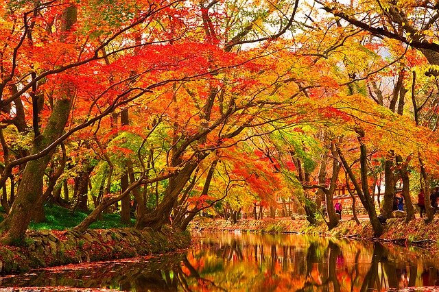 10월 3일 탄생화 단풍나무(Maple)