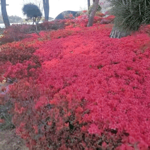 6시 내고향 충남 서산 민간정원 카페 쉼이있는정원