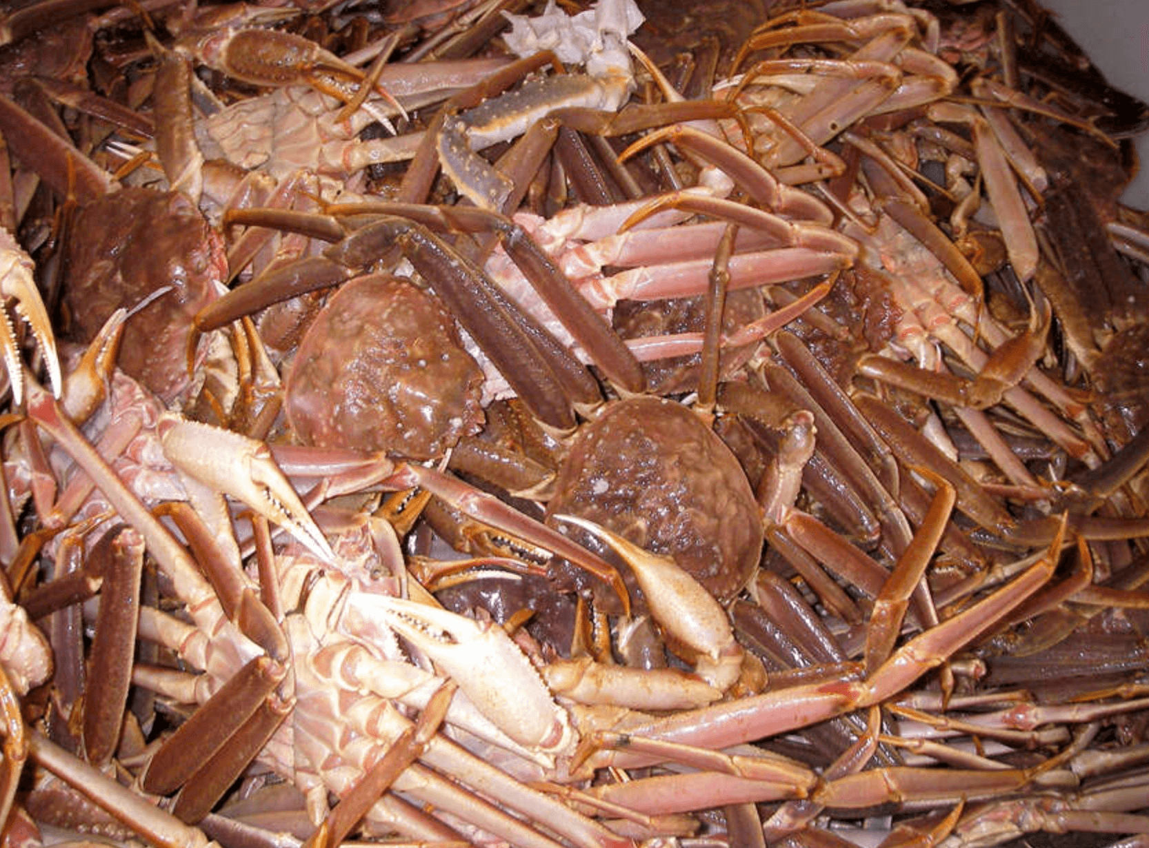 농수산물 대게