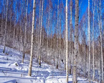 인제 자작나무숲_5