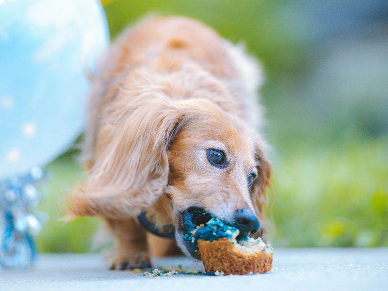 컵케잌을 먹고있는 개