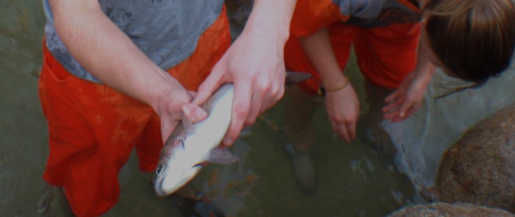 평창 송어축제 정보, 놀이시설 및 온라인 예약, 드디어 12월 30일부터 송어축제가 열립니다.