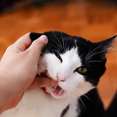 고양이 동물등록